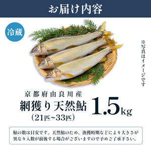 【2026年夏発送】 天然鮎 網獲り 約1.5kg（約21匹〜33匹）