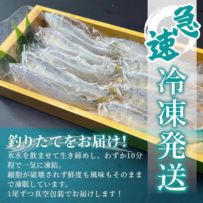 清流白川 天然鮎 8尾 冷凍 竿釣り 鮎 あゆ アユ 川魚 天然 清流 魚介 おかず おつまみ グルメ 食品 BBQ バーベキュー 冷凍 真空パック 岐阜県産 東白川村 川釣り