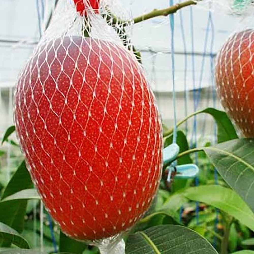 先行予約 完熟アップルマンゴー１kg（２個〜４個入り）アーウィン種 南国フルーツ 果物 果汁 濃厚 ジューシー デザート 樹上完熟マンゴー ギフト プレゼント 送料無料【R00520】