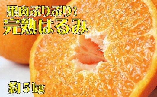  果肉ぷりぷり!完熟はるみ5kg　※2026年2月中旬頃～2026年2月下旬頃順次発送予定(お届け日指定不可)  / みかん 蜜柑 フルーツ 果物 くだもの 【uot732】
