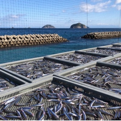 甑島の天日干しセット【配送不可地域：離島】