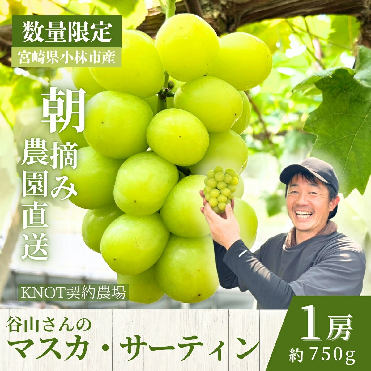 【ふるさと納税】【2026年発送 先行予約】特選大房朝摘み完熟マスカ・サーティン1房 750g程度（ブドウ ぶどう シャインマスカット 希少 先行受付 2026 宮崎県）