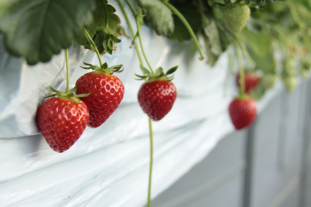 【発送1～4月】あまりん　350～400ｇ