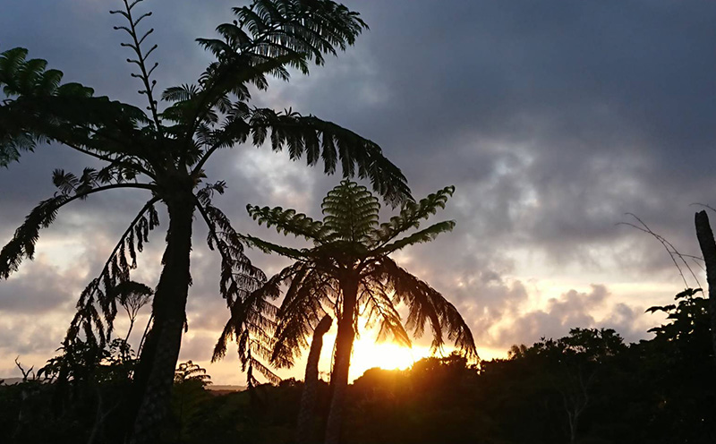 2025年発送【TROPICAL FIELD モリ之ナカ】極撰マンゴー約2kg（3～5玉） フルーツ 果物 期間限定 数量限定 先行予約 南国 プレゼント お土産 おみやげ ギフト くだもの 沖縄 お