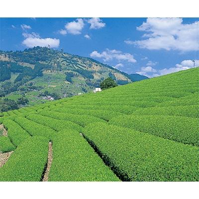 ふるさと納税 掛川市 掛川茶　名人茶師　100g×5本 |  | 01
