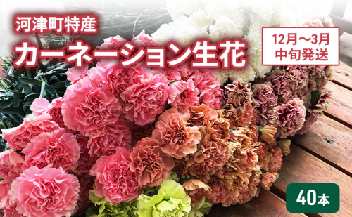 河津町特産 カーネーション 生花 40本 12月～5月中旬発送