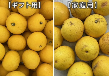 小夏 1.5kg 家庭用 日向夏 ニューサマーオレンジ 柑橘 みかん ノーワックス こなつ くだもの 果物 産直 旬の果物 お取り寄せ 産地直送 フルーツ 爽やか スッキリ 甘い 高知県 大月町産 コ