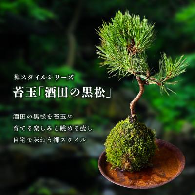 ふるさと納税 酒田市 禅スタイルシリーズ　苔玉　「酒田の黒松」