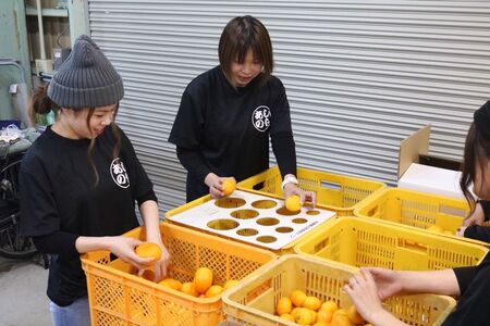 ZE6344n_【2025年先行予約】和歌山県産 有田みかん 4kg (2S～Lサイズ混合)【まごころ手選別】 2025年12月発送
