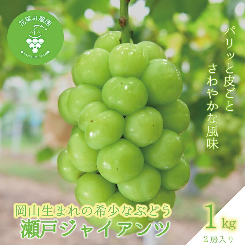 【ふるさと納税】 岡山　花笑み農園のブドウ『瀬戸ジャイアンツ』1kg(2房)　G-1 hana40【2025年9月下旬〜順次発送】【配送不可地域：離島】 真庭 国産 産地直送 フルーツ 葡萄 ぶどう 果物 贈答 ギフト 甘い 先行予約 種なし 桃太郎 大粒 マスカット おすすめ 【1394013】