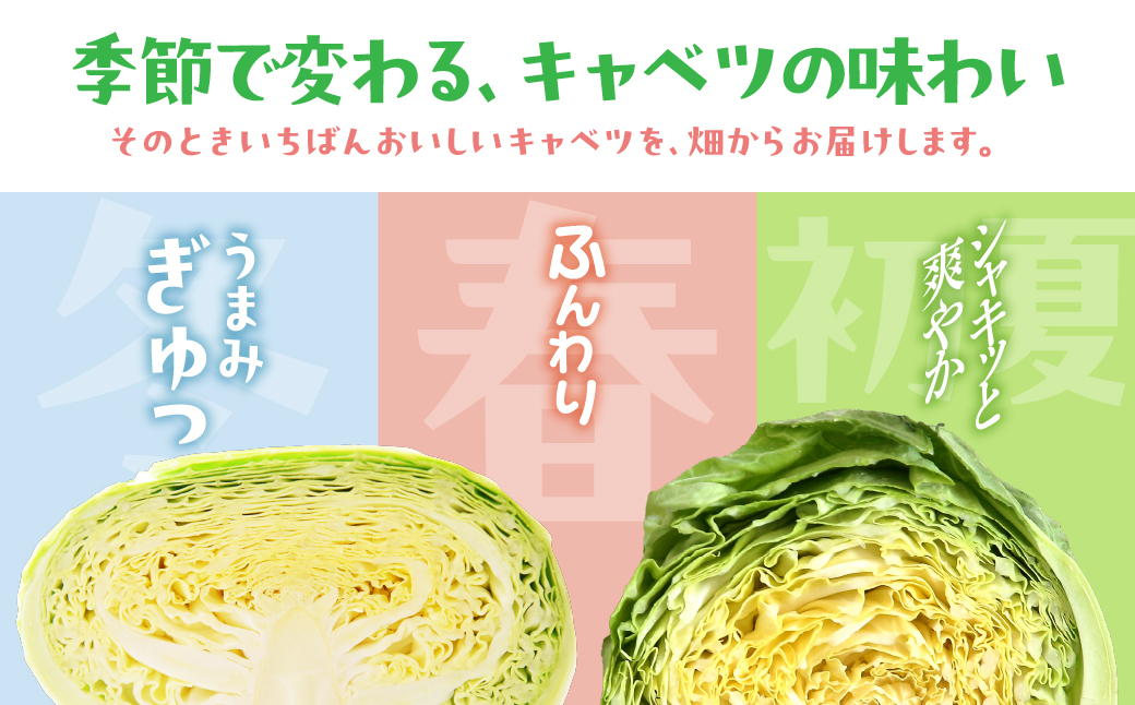 旬のキャベツ 12玉 7回お届け 定期便 ミネラルたっぷり 海風そだち 潮風 豊橋 国産 家族で 大容量 ともちゃんのやさい 大人気！ 愛知県 豊橋市 安心野菜 キャベツ 冬キャベツ 春キャベツ 初夏
