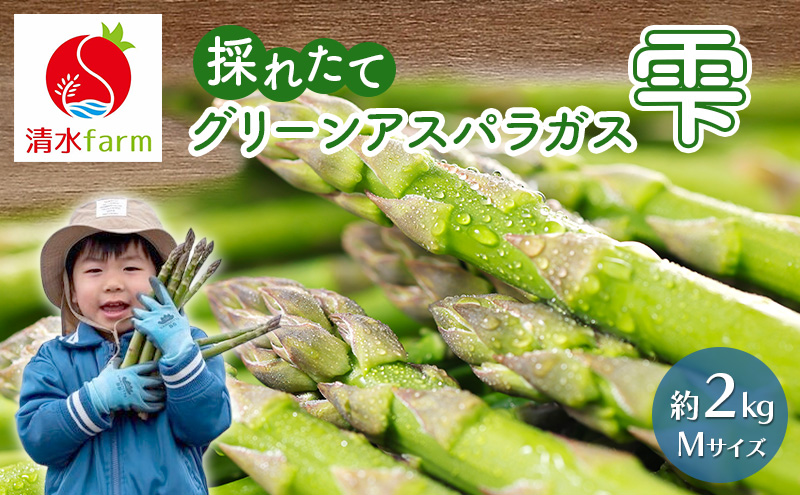 【2027年4月～発送】富良野産 採れたて直送! グリーンアスパラ 「雫」Mサイズ【約2kg】 (清水farm) アスパラ アスパラガス 野菜 新鮮 季節限定 北海道 富良野 ふらの