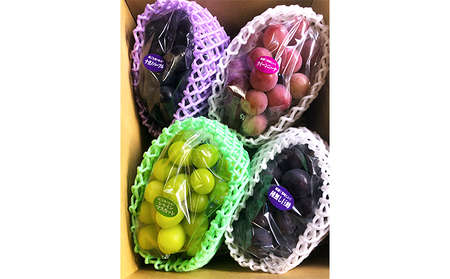 2025年先行予約 旬のぶどう おまかせ3色セット（ナガノパープルまたはシャインマスカット含む3色 3～4房約1.5kg以上）