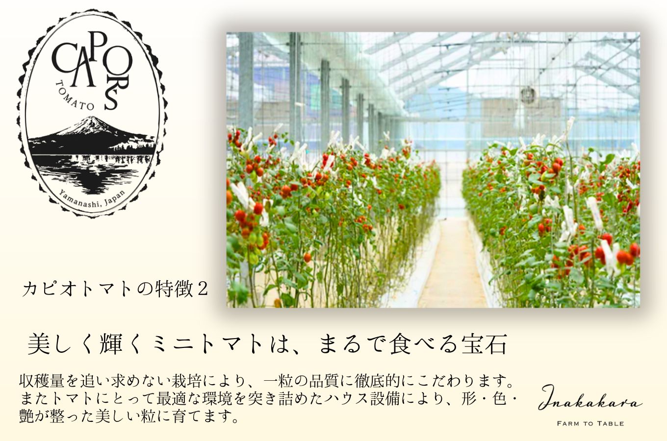 【山梨県南部町 共通返礼品】【カピオトマト】プレミアムフルティカ Mサイズ 500g 株式会社アクロプラス [5839-2225]