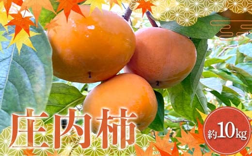 《先行予約 令和7年度産》 厳選 庄内柿 約10kg FSY-2178