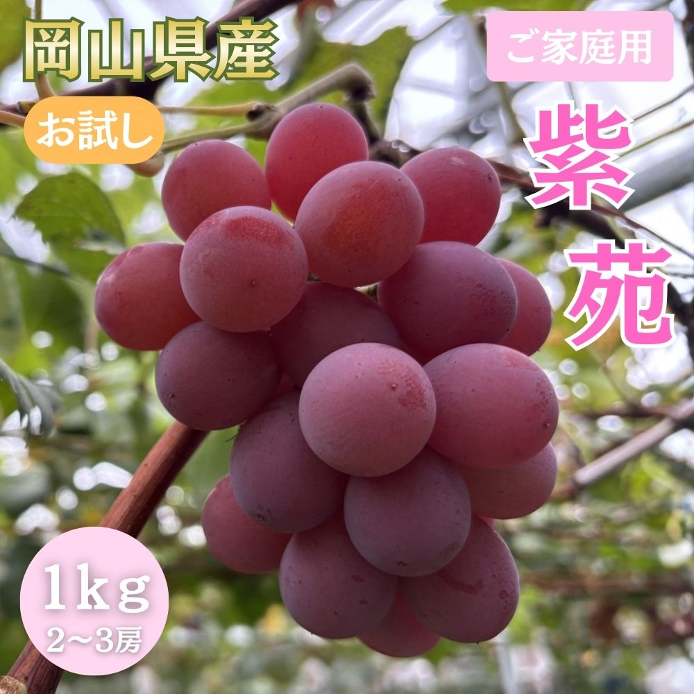 【ふるさと納税】【2026年先行予約】＜ご家庭用＞お試し 紫苑 1.0kg以上 (2~3房) / 岡山 ぶどう 葡萄 果物 フルーツ 産地直送