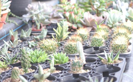 サボテン＆多肉植物の寄せ植え【ミニ黒ポット】 ／ インテリア 植物 ギフト おしゃれ 彩花園