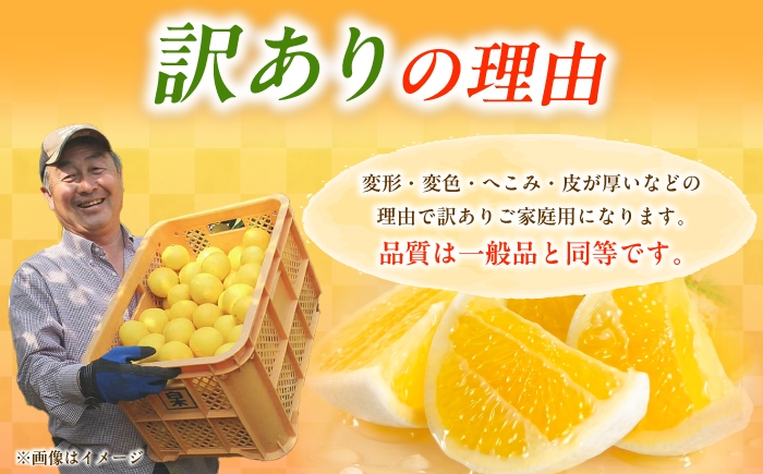 小夏 こなつ 柑橘 高知 フルーツ 日向夏 お取り寄せ 訳あり 先行予約