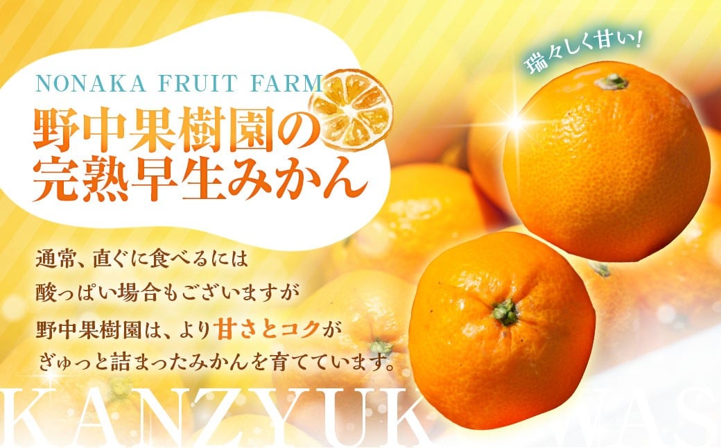 完熟 早生みかん 約5kg箱 柑橘 ミカン