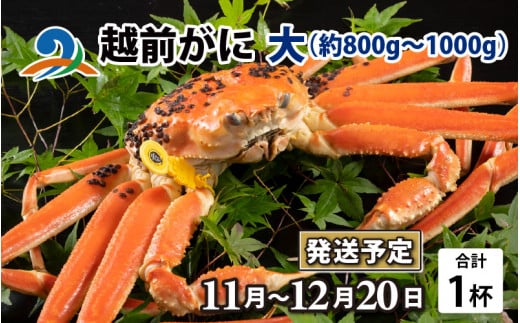 【先行予約】越前がに 大 （約800g～1000g） 1杯【2025年11月中旬より順次発送】