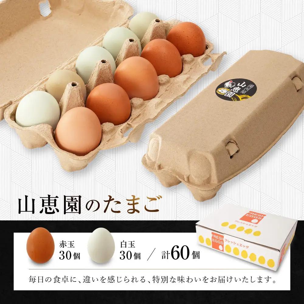 山恵園のたまご（ネラ卵30個＋アローカナ卵30個）| たまご 卵 赤玉 白玉  鶏卵 養鶏場 湯河原町