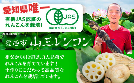【先行予約】有機JAS認証　土付きレンコン　2kg れんこん 有機栽培　産地直送 野菜　愛西市/株式会社山三レンコン[AEBK003]