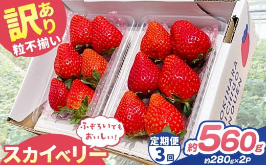 【定期便3回】訳あり 粒不揃い スカイベリー 560g (280g×2P) | 栃木県 矢板市 澳原いちご農園