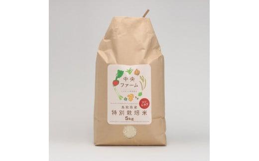 【2025年収穫】鳥取県産特別栽培米こしひかり ( 5kg ) 312011_AU001