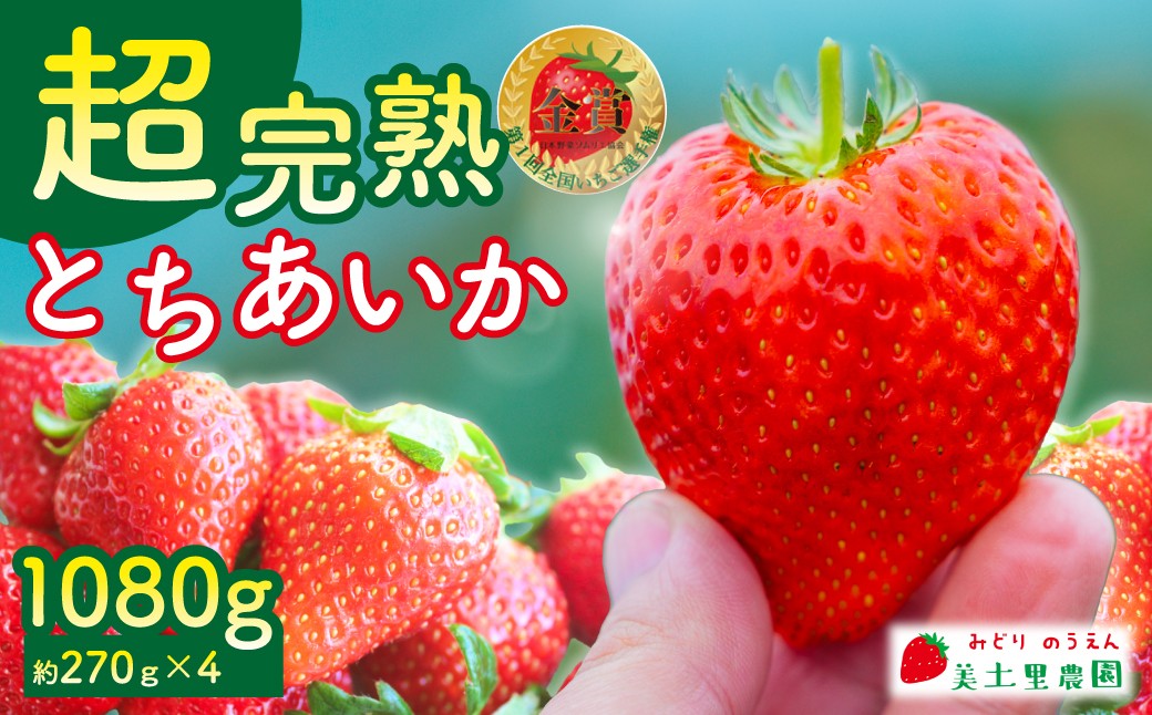 
            【先行受付：選べる発送月】いちご 「茂木完熟いちご」　美土里農園の朝採れ とちあいか レギュラーサイズ 約270g × 4パック 合計 約1080g | いちご イチゴ 苺 とちあいか 完熟 果物 フルーツ くだもの 旬 産地直送 栃木県産 美土里農園 栃木県 茂木町
          