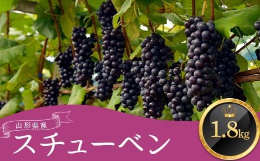 
            ≪2025年9月上旬頃～10月下旬頃発送≫山形県産スチューベン 約1.8kg  ぶどう ブドウ 葡萄 デザート フルーツ 果物 くだもの 果実 食品 山形県 FSY-1345
          