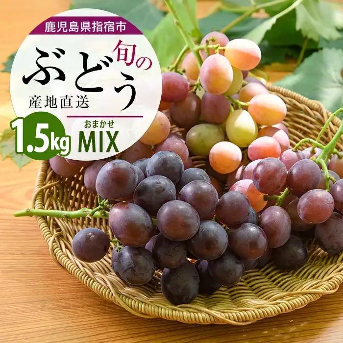 2026年7月上旬～順次発送 迫田果樹園のぶどう 指宿産ぶどうのおまかせミックスセット約1.5kg 迫田果樹園 IB064-002 ぶどう ぶどう
