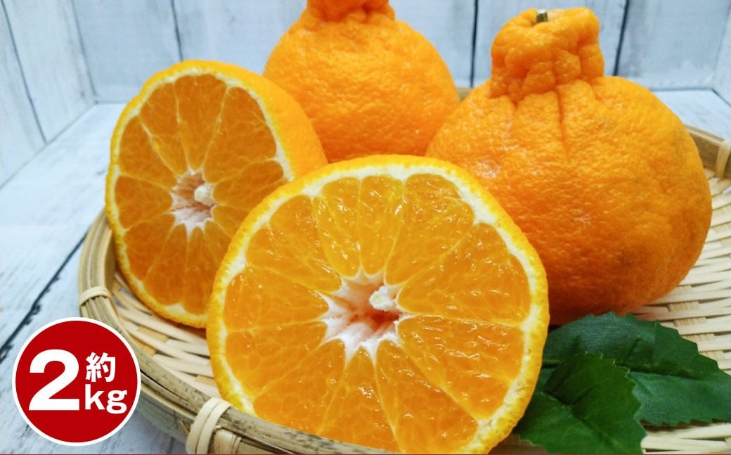 
            デコポン 約2kg 【2026年1月下旬～2月下旬迄順次発送予定】 みかん ミカン 蜜柑 くだもの 果物 柑橘 フルーツ 熊本県産
          