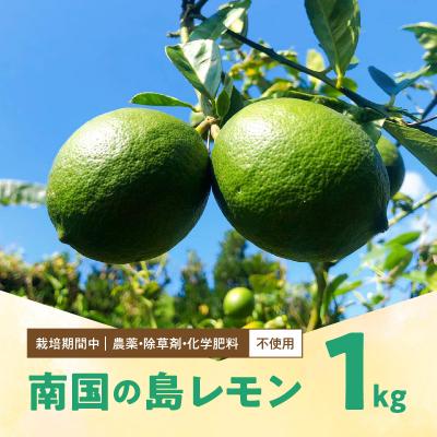 ふるさと納税 和泊町 栽培期間中　農薬・除草剤・化学肥料不使用!南国の島レモン1キロ!