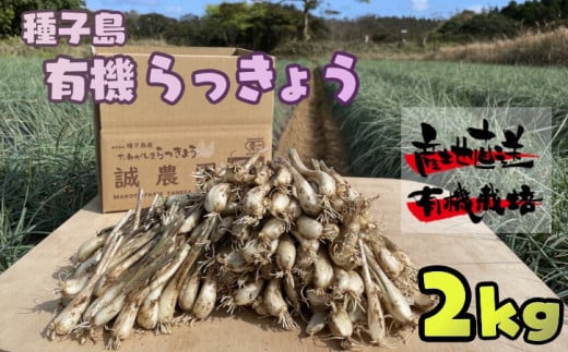 【 先行予約 】たねがしま らっきょう 誠農園 ( 種子島  有機 JAS 根つき 生らっきょう) 2kg　NFN489【350pt】 // 有機栽培 オーガニック 安心・安全 栄養価が高い 健康食材 甘酢 キムチ等の漬物 天ぷら