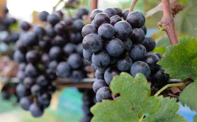 2023 Sur la colline Red blend　信州　小諸市ワイン　赤ワイン　Greve.t　KomorokkoFarm&Winery