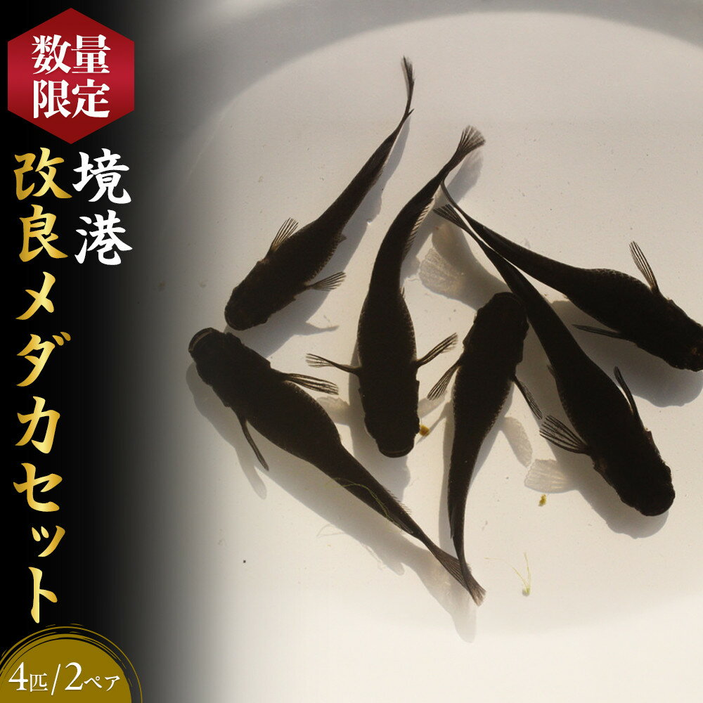 【ふるさと納税】＜数量限定＞境港改良メダカセット(4匹・2ペア) | メダカ めだか 観賞魚 熱帯魚 淡水魚 改良メダカ ブラックメダカ ペアセット 飼育 飼育セット 魚