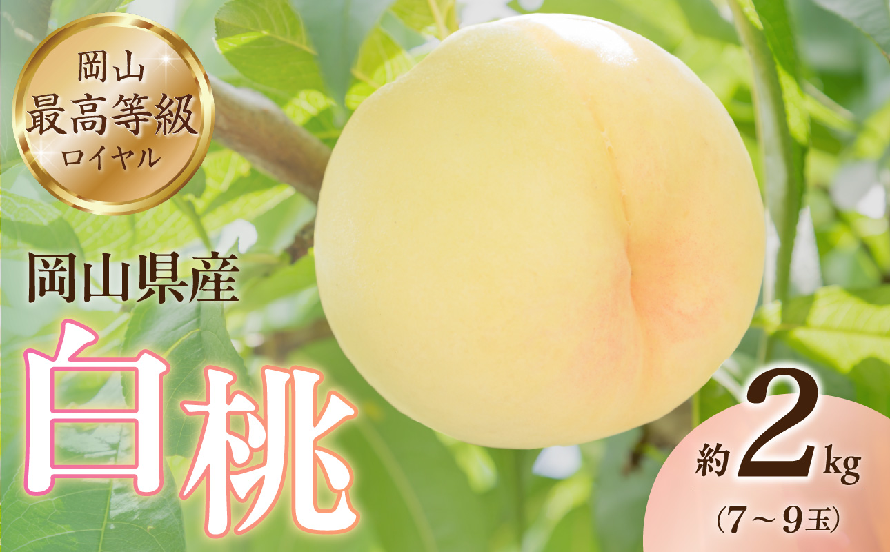 岡山県産白桃（ロイヤル） 約2kg【６月中旬～８月上旬発送予定 白桃 もも フルーツ モモ ロイヤル 糖度最上級 岡山県産 くだもの王国岡山 】