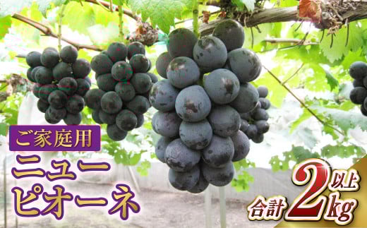 ご家庭用 ニュー ピオーネ 合計2kg以上【2025年7月下旬～9月下旬 発送予定】【産地直送 岡山県産 国産 ニューピオーネ ブドウ 葡萄 ぶどう 果物 たけまさぶどう園 人気フルーツ 岡山フルーツ おすすめフルーツ 岡山県 倉敷市 おすすめ 人気