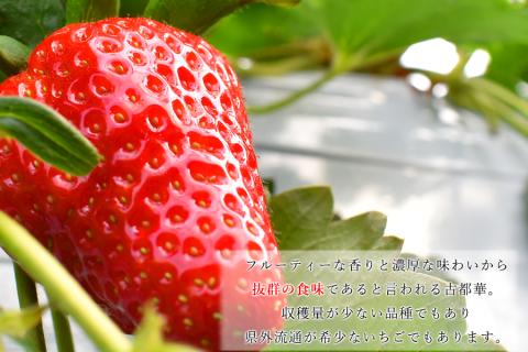 【先行予約】【数量限定】【3か月定期便】奈良県の高級イチゴ「古都華」1月-3月 / 国産 奈良県 果物 フルーツ イチゴ いちご 苺 期間限定 数量限定 先行予約