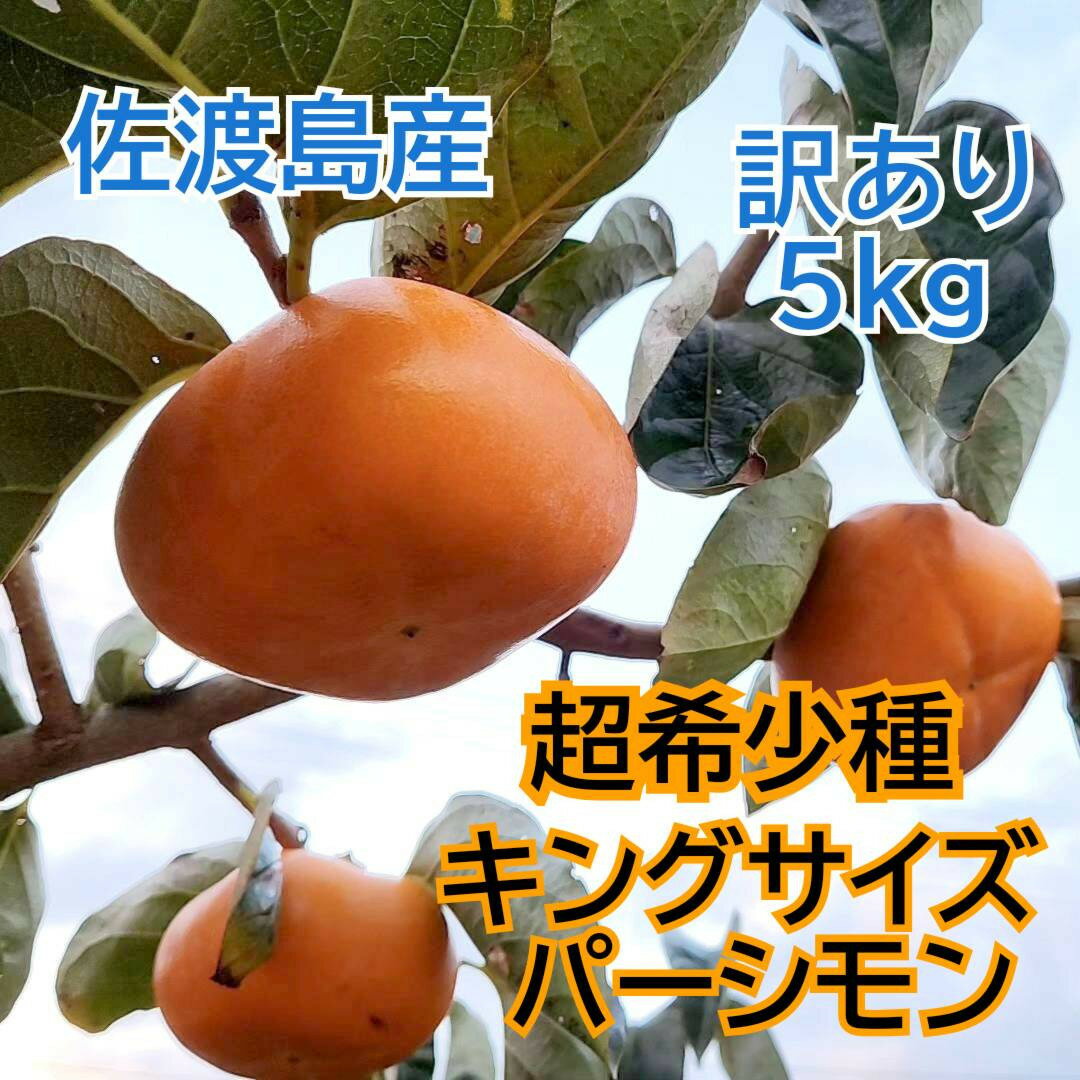【ふるさと納税】佐渡島の希少柿　幻のキングサイズパーシモン　訳あり品　5kg | フルーツ 果物 くだもの 食品 人気 おすすめ 送料無料