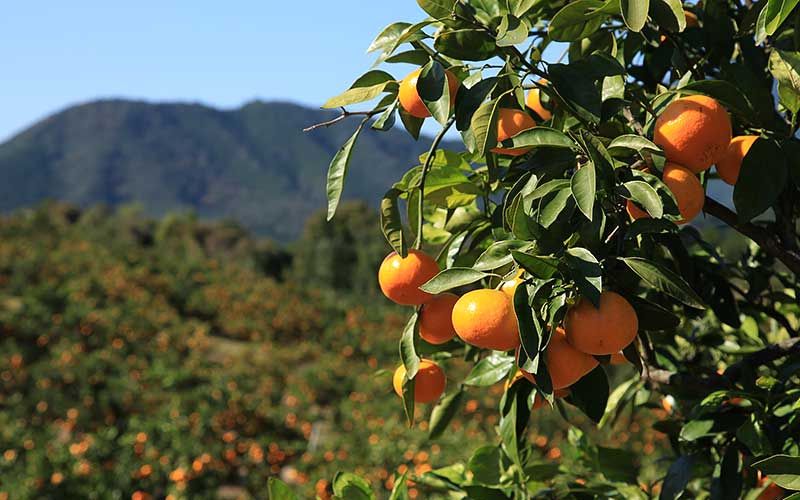 <テレビで紹介されました> みかん 金山パイロットファーム 温州みかん 10㎏ (早生) みかん ミカン 温州みかん 早生みかん 早生温州 フルーツ 果物 くだもの 柑橘 産地直送 数量限定 人気 国