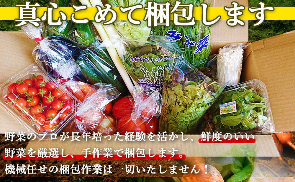 【定期便 奇数月コース】野菜のプロ40年が届ける 厳選野菜セット！ 野菜・フルーツ 15～16品目 詰め合わせ