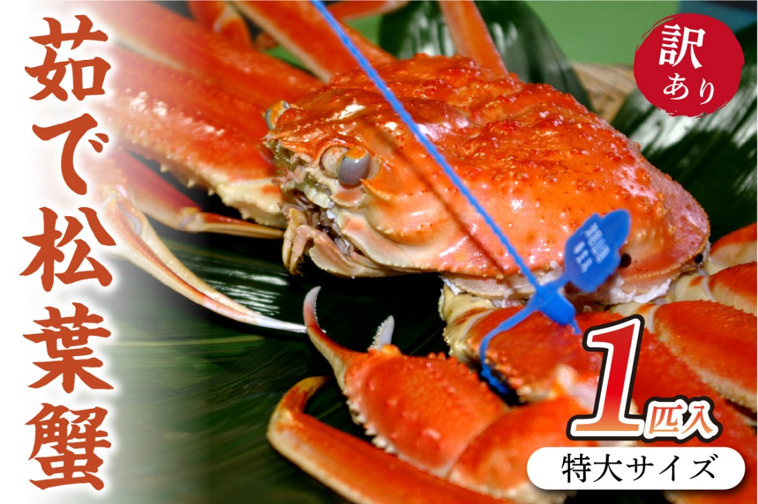 日本海産　ブランド蟹　 茹で松葉蟹 【訳あり】特大サイズ　matubakani1000　SS00097