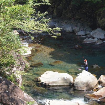 107001 奈半利川の友釣り天然アユ（冷凍） ４尾 利き鮎グランプリ受賞 釣り 鮎 あゆ 奈半利川 アウトドア 清流めぐり利き鮎会 SPグランプリ受賞 /高知県 奈半利町