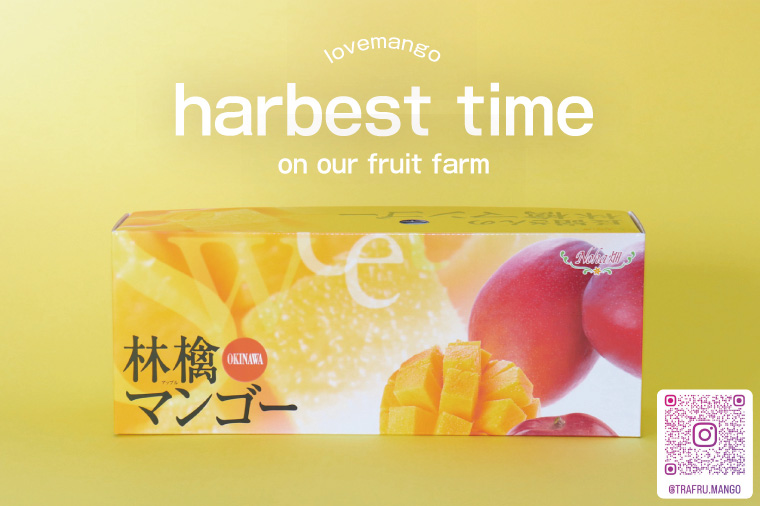 【2026年8月より順次発送】稀少プレミアム！！豊見城市産キーツマンゴー 約2kg(2〜3玉)｜マンゴー キーツマンゴー フルーツ 果物 くだもの 先行予約 沖縄 おきなわ 沖縄県 豊見城市(BV00