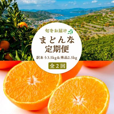 ふるさと納税 八幡浜市 【2週間毎定期便】まどんな3.5kg(訳)×まどんな2.5kg(秀)【G25-264】全2回
