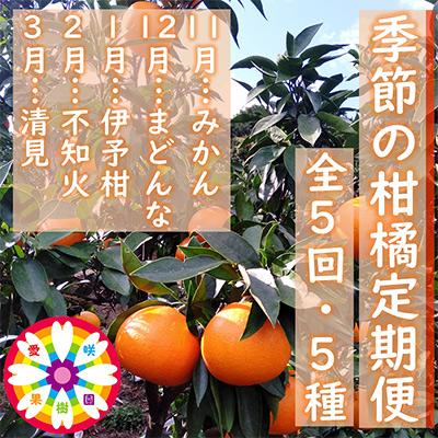 ふるさと納税 八幡浜市 【発送月固定定期便】愛咲果樹園「季節の柑橘定期便」(11月〜3月)全5回【F71-21】