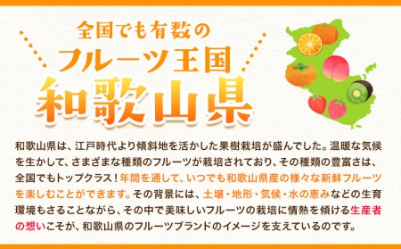 【先行予約】完熟 温州みかん 約3kg (35~40玉) こだまファーム《2026年10月中旬-2027年2月中旬頃出荷》みかんみかんみかん