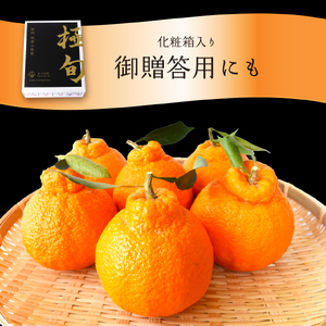 【贈答用化粧箱入】 不知火 樹上完熟 約2kg （5～8個入）【2025年2月中旬頃から発送】【KG10】