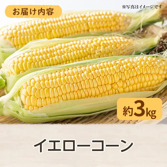 ＜先行予約！2027年6月上旬以降順次発送予定＞イエローコーン(約3kg) 国産 トウモロコシ とうもろこし 冷蔵便 スイートコーン 【man113】【Aglio nero】